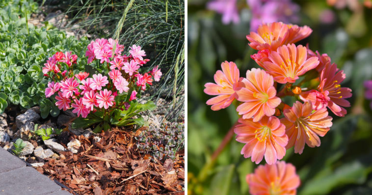 Lewisia, plante grasse.