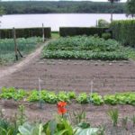 The French love their vegetable garden