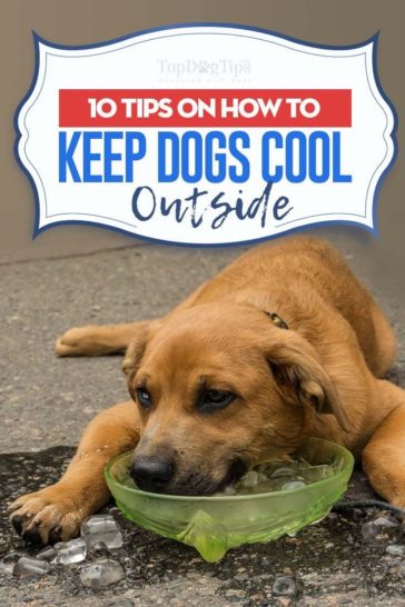 Ideas to keep dogs warm outside - eHomeDecor - Explore more Inspiration