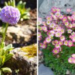 A magnificent rock garden with these colorful flowers: 9 species to discover