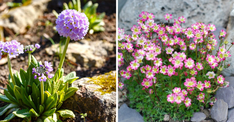 A magnificent rock garden with these colorful flowers: 9 species to discover