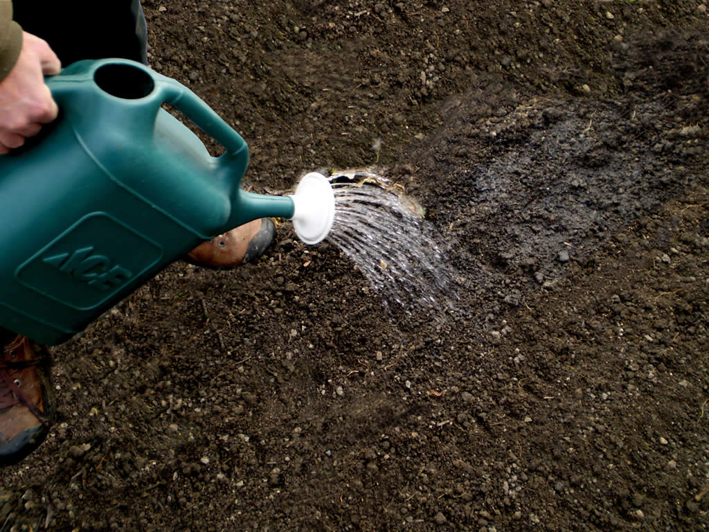 Полив могилы водой