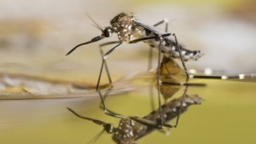 Keep mosquitoes away: advice and natural solutions