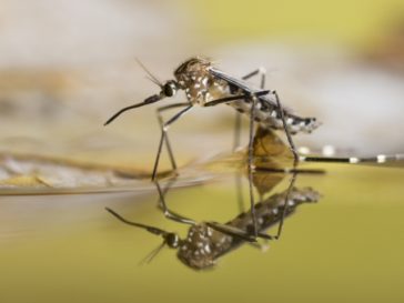 Keep mosquitoes away: advice and natural solutions